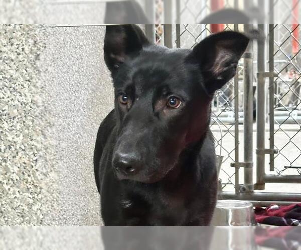 Medium Photo #2 Doberman Pinscher-Unknown Mix Puppy For Sale in Santa Rosa, CA, USA