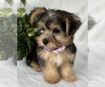 Small #12 Morkie