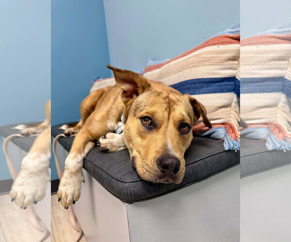 Medium Photo #14 American Pit Bull Terrier-Unknown Mix Puppy For Sale in Germantown, OH, USA