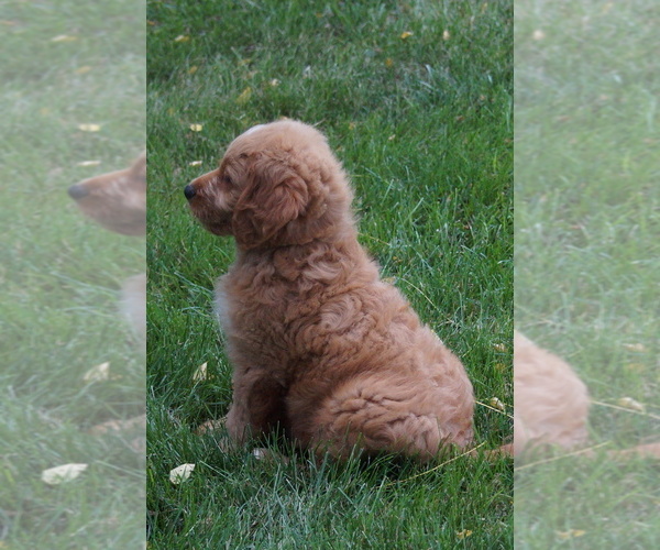 Medium Photo #7 Goldendoodle (Miniature) Puppy For Sale in MILLERSBURG, OH, USA