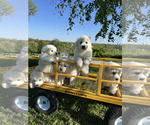 Small #4 Great Pyrenees
