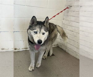 Siberian Husky Dogs for adoption in San Bernardino, CA, USA