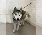 Small Siberian Husky