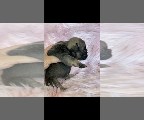 Medium Photo #5 French Bulldog Puppy For Sale in HIGHLAND, CA, USA