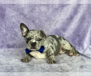 French Bulldog Puppy for sale in LANCASTER, PA, USA