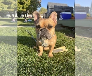 French Bulldog Puppy for sale in SLATER, IA, USA
