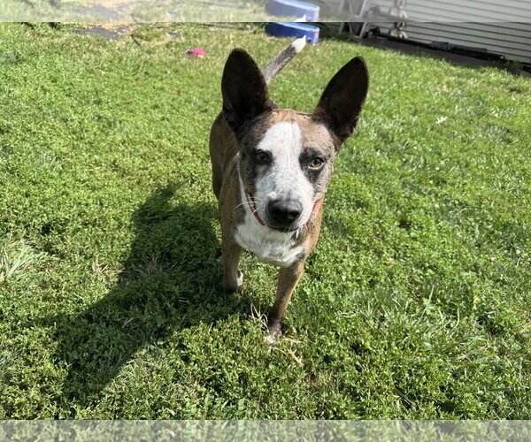 Medium Photo #3 Mutt Puppy For Sale in Doylestown, PA, USA