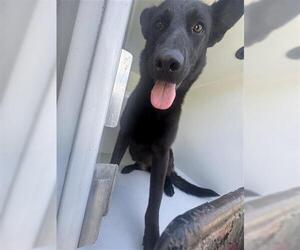 German Shepherd Dog Dogs for adoption in Houston, TX, USA