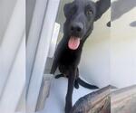 Small German Shepherd Dog