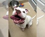 Small #1 American Pit Bull Terrier
