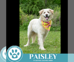Small #23 Great Pyrenees