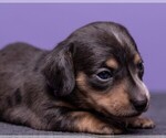 Small Photo #15 Dachshund Puppy For Sale in CROWLEY, TX, USA