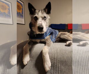 Huskies -Unknown Mix Dogs for adoption in Salt Lake City, UT, USA