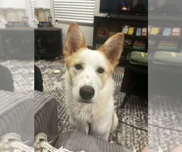 Medium Photo #4 Collie-Labrador Retriever Mix Puppy For Sale in Lakewood, CO, USA
