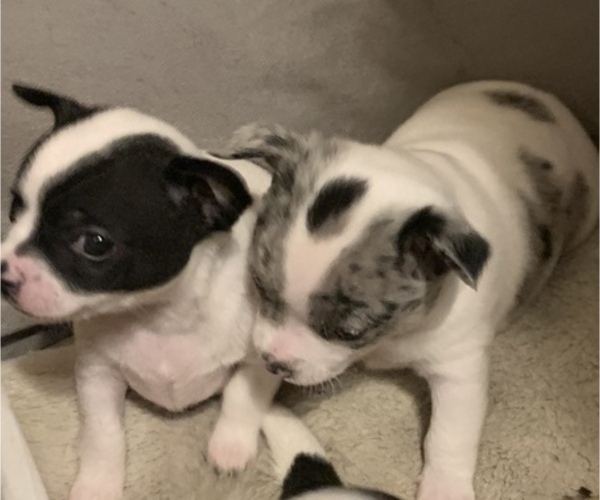 Medium Photo #2 Chihuahua Puppy For Sale in SUGAR CREEK, MO, USA