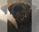 Small #3 Pug