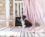 Small Photo #3 Australian Shepherd Puppy For Sale in CHARLESTOWN, IN, USA