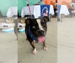 Small #3 Bulldog Mix