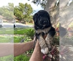 Small Photo #15 Aussiedoodle Puppy For Sale in LONGWOOD, FL, USA