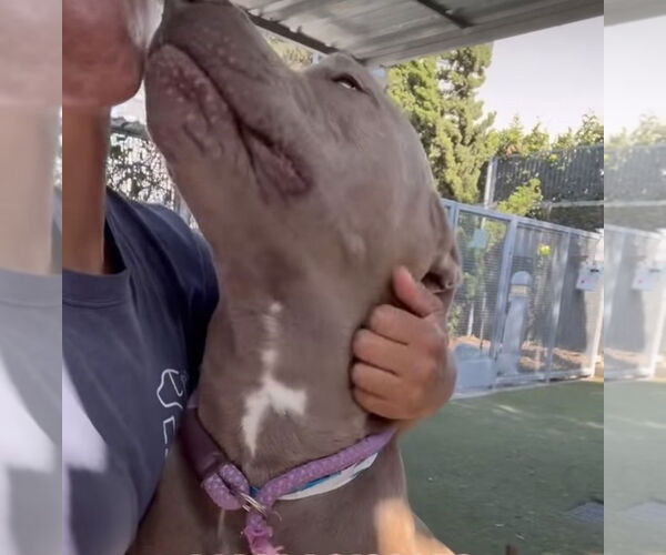 Medium Photo #4 American Pit Bull Terrier-Great Dane Mix Puppy For Sale in Dana Point, CA, USA