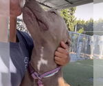 Small #3 American Pit Bull Terrier-Great Dane Mix