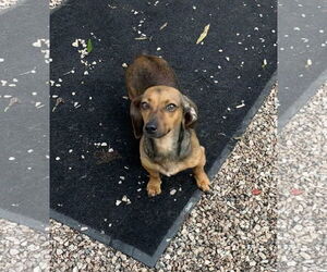 Dachshund Dogs for adoption in York, SC, USA