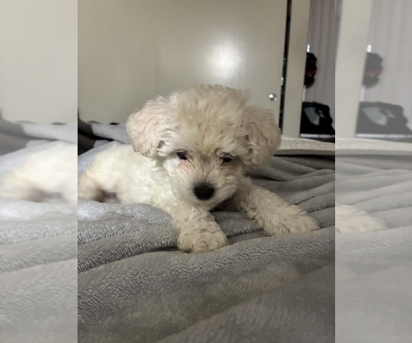 Medium Photo #1 Maltipoo (Miniature) Puppy For Sale in LA PUENTE, CA, USA