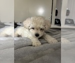 Small Maltipoo (Miniature)