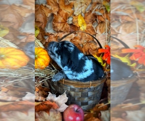 Australian Shepherd-Sheprador Mix Puppy for sale in THOMPSON FALLS, MT, USA