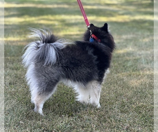 Medium Photo #4 Pomsky Puppy For Sale in KANSAS CITY, MO, USA