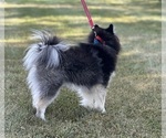 Small #3 Pomsky