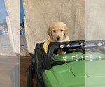 Small Photo #7 Golden Retriever Puppy For Sale in FREDONIA, KS, USA