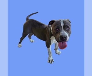 Mutt Dogs for adoption in Bakersfield, CA, USA