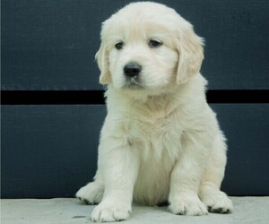 Medium Golden Retriever
