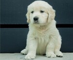 Puppy Powder Purple Golden Retriever
