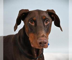 Doberman Pinscher Dogs for adoption in Fort Collins, CO, USA