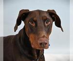Small Doberman Pinscher