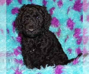 Labradoodle Puppy for sale in LA HABRA, CA, USA