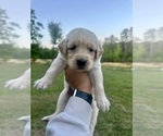 Small Photo #35 Golden Retriever Puppy For Sale in CONCORD, VA, USA