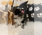 Small #5 Pomeranian