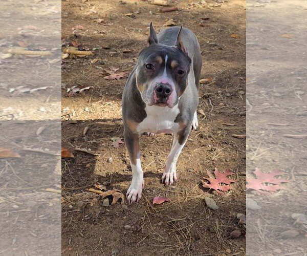 Medium Photo #1 American Staffordshire Terrier Puppy For Sale in Thomasville, NC, USA
