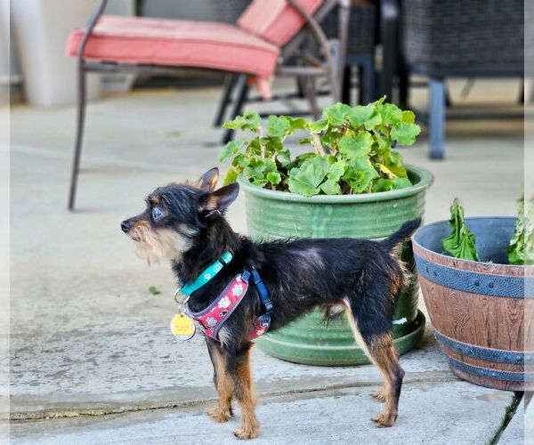 Medium Photo #3 Affenpinscher-Unknown Mix Puppy For Sale in Pittsburg, CA, USA