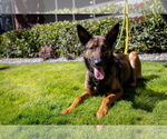 Small #7 German Shepherd Dog