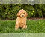 Small Photo #5 Poodle (Miniature) Puppy For Sale in BREMEN, IN, USA