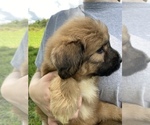 Small Photo #1 Pyredoodle Puppy For Sale in HARROGATE, TN, USA