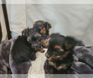 Yorkshire Terrier Puppy for sale in HALF MOON BAY, CA, USA