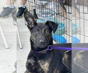 Dutch Shepherd -Labrador Retriever Mix Dogs for adoption in Palatine/Kildeer/Buffalo grove, IL, USA