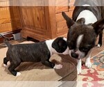 Small Photo #23 Boston Terrier Puppy For Sale in MONTVILLE, OH, USA