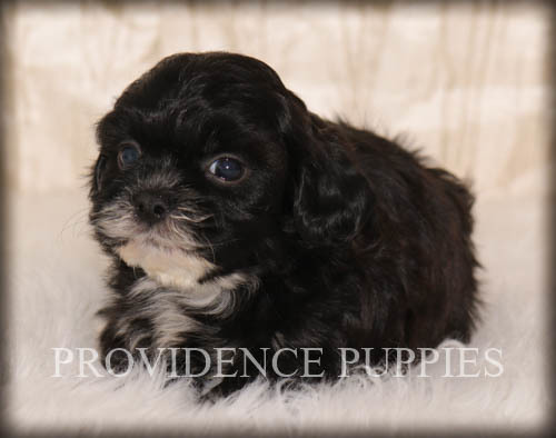 Medium Photo #15 ShihPoo Puppy For Sale in COPPOCK, IA, USA