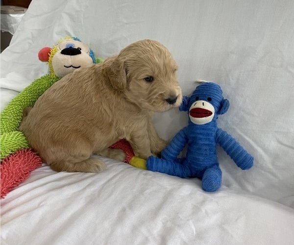 Full screen Photo #5 Goldendoodle Puppy For Sale in TARPON SPRINGS, FL, USA
